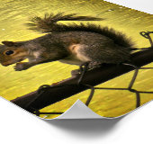 Östliches Grauhörnchen (Sciurus carolinensis) Poster (Ecke)