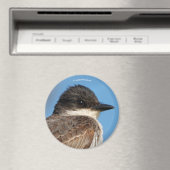 Östliches Kingbird an einer Zweigstelle Magnet (In Situ (Geschirrspüler))