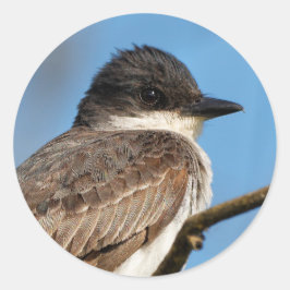 Östliches Kingbird an einer Zweigstelle Runder Aufkleber