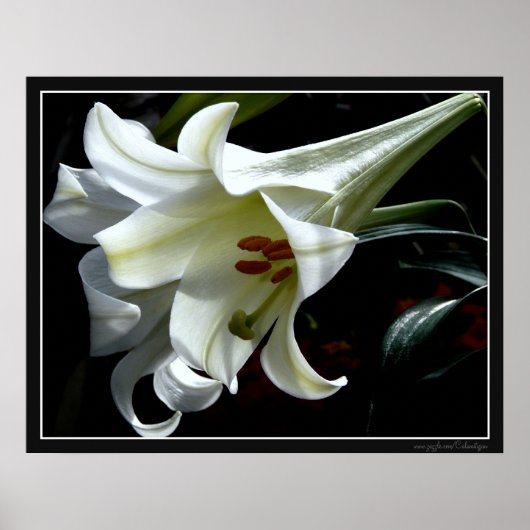 OSTLIEGENDRUCKEN POSTER (Vorne)