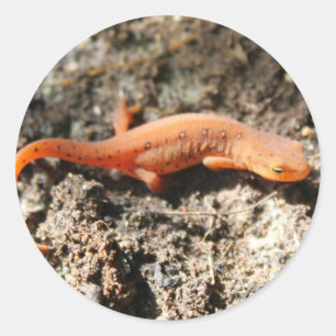OstNewt Runder Aufkleber