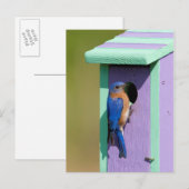 Ostösterblausänger Postkarte (Vorne/Hinten)
