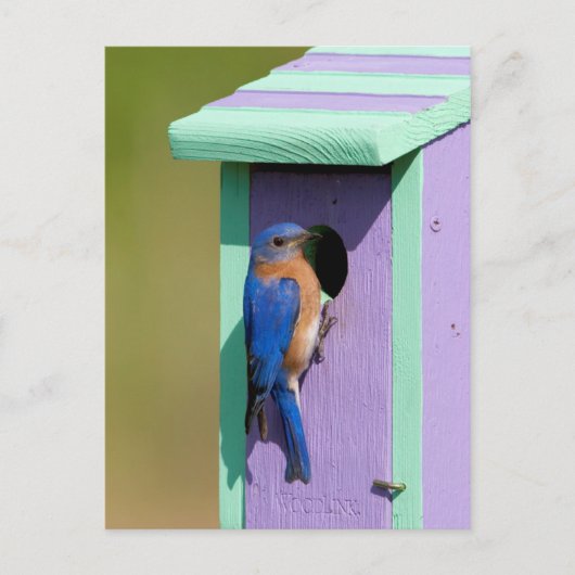 Ostösterblausänger Postkarte (Vorderseite)