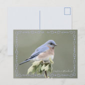 Ostösterliche Blaumeise Entschärfte Postkarte (Vorne/Hinten)
