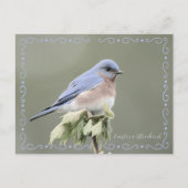 Ostösterliche Blaumeise Entschärfte Postkarte (Vorderseite)