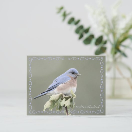 Ostösterliche Blaumeise Entschärfte Postkarte (Stehend Vorderseite)