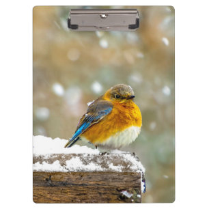 Ostösterliche Blaumeise im Schnee - Originalfotogr Klemmbrett