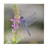 OstPondhawk Fliese (Vorderseite)