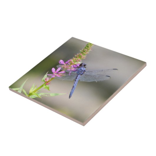 OstPondhawk Fliese (Seite)