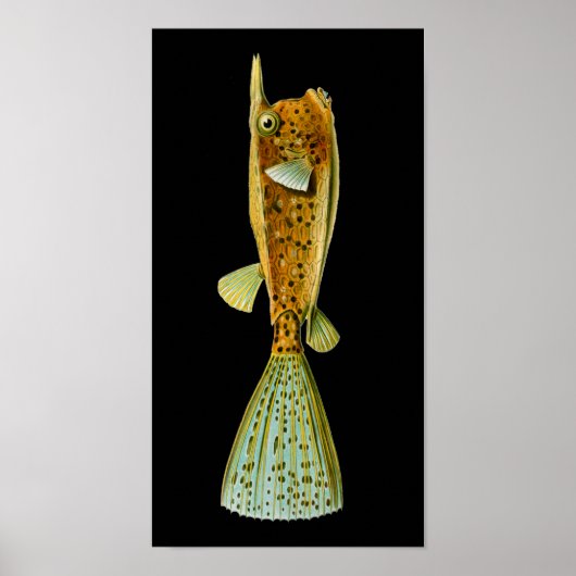 Ostracion cornutus (Boxfish), Haeckel Fine Art Poster (Vorne)