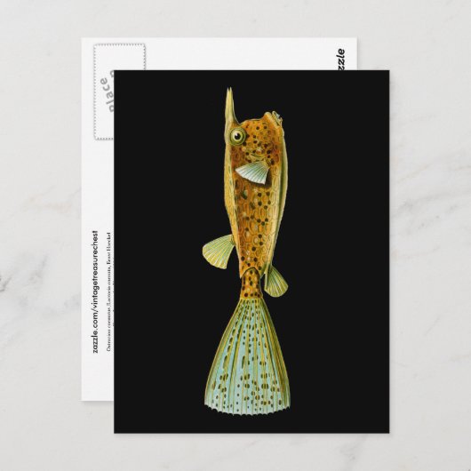 Ostracion cornutus (Boxfish), Haeckel Fine Art Postkarte (Vorne/Hinten)