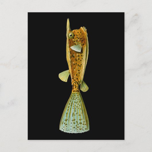 Ostracion cornutus (Boxfish), Haeckel Fine Art Postkarte (Vorderseite)