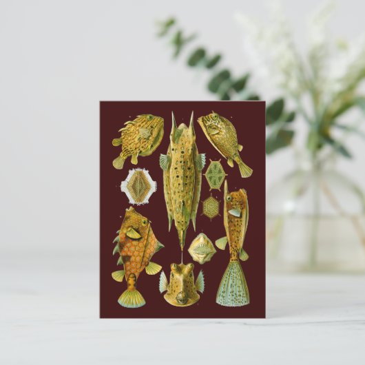 Ostraciontes (Boxfish), Ernst Haeckel Fine Art Postkarte (Stehend Vorderseite)