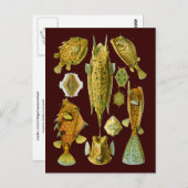 Ostraciontes (Boxfish), Ernst Haeckel Fine Art Postkarte (Vorne/Hinten)
