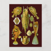 Ostraciontes (Boxfish), Ernst Haeckel Fine Art Postkarte (Vorderseite)