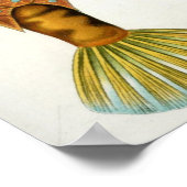 Ostraciontes Poster (Ecke)