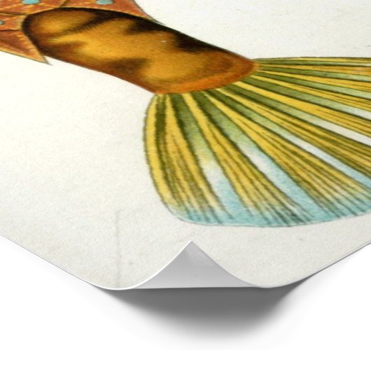 Ostraciontes Poster (Ecke)