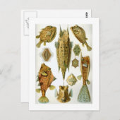 Ostraciontes Postkarte (Vorne/Hinten)