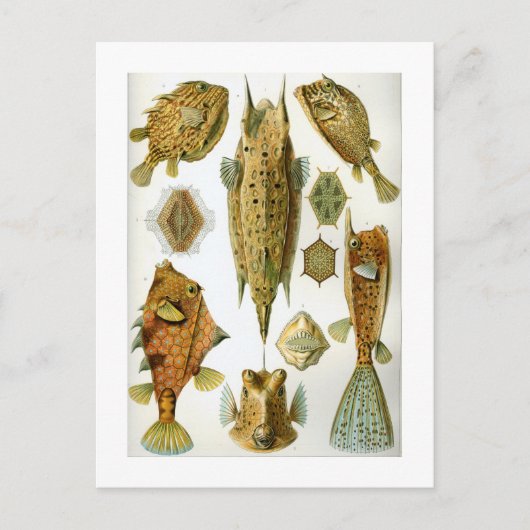 Ostraciontes Postkarte (Vorderseite)