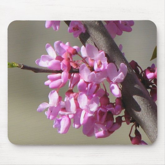 OstRedbud Blüte Mousepad (Vorne)