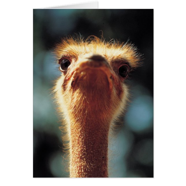 Ostrich (Vorne)