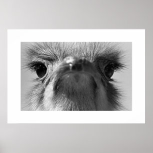 Ostrich#1-Poster Poster