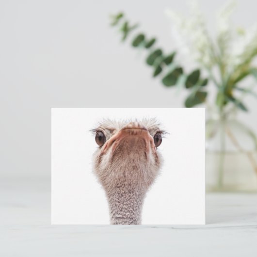 Ostrich Face Postkarte (Stehend Vorderseite)