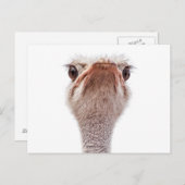 Ostrich Face Postkarte (Vorne/Hinten)
