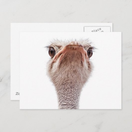 Ostrich Face Postkarte (Vorne/Hinten)