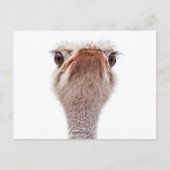 Ostrich Face Postkarte (Vorderseite)