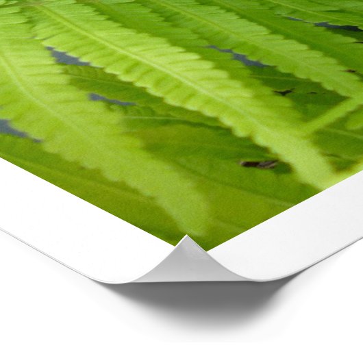 Ostrich Ferns mit Fiddleheads Poster (Ecke)