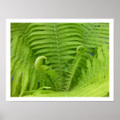 Ostrich Ferns mit Fiddleheads Poster (Vorne)
