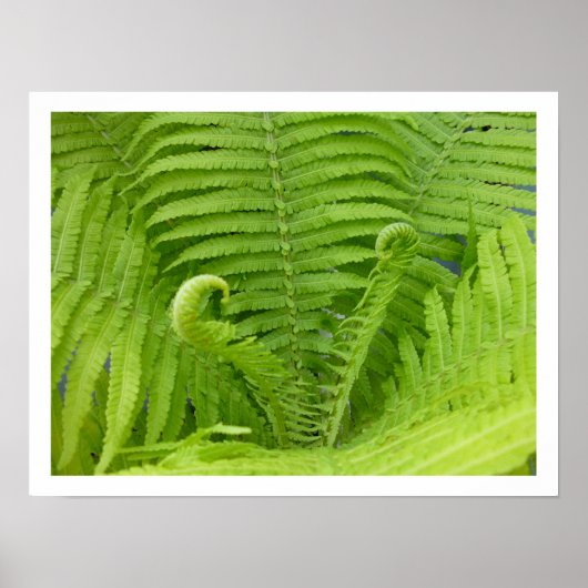 Ostrich Ferns mit Fiddleheads Poster (Vorne)