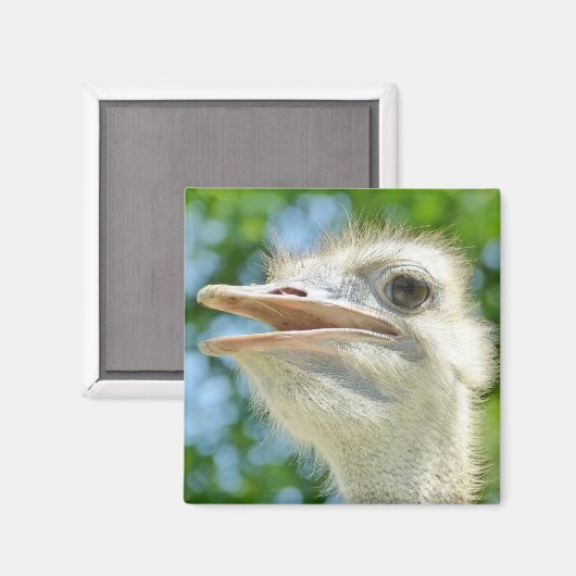Ostrich Funny Portrait Foto Magnet (Vorderseite/Rückseite)