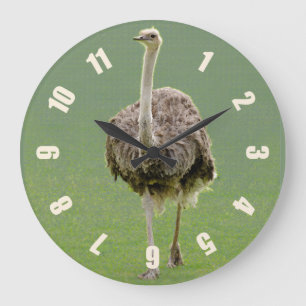Ostrich Große Wanduhr