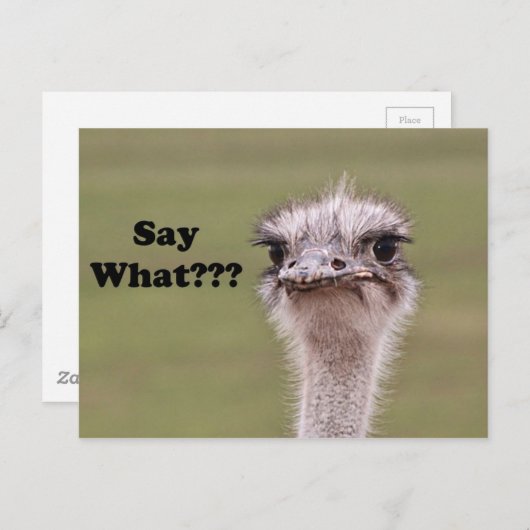 Ostrich Head sagt, was Funny Joke Foto Postkarte (Vorne/Hinten)