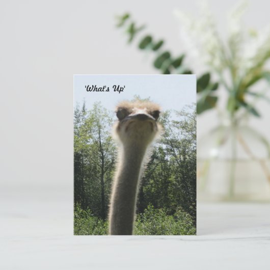 Ostrich Head Shot Postkarte (Stehend Vorderseite)