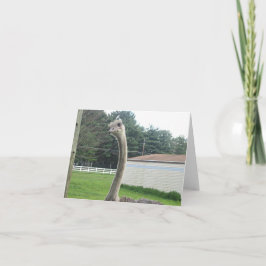 Ostrich Karte