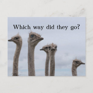 OSTRICH KONFUSION VERLAGERUNG POSTCARD ANKÜNDIGUNGSPOSTKARTE
