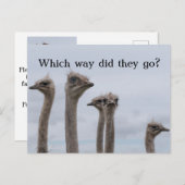 OSTRICH KONFUSION VERLAGERUNG POSTCARD ANKÜNDIGUNGSPOSTKARTE (Vorne/Hinten)