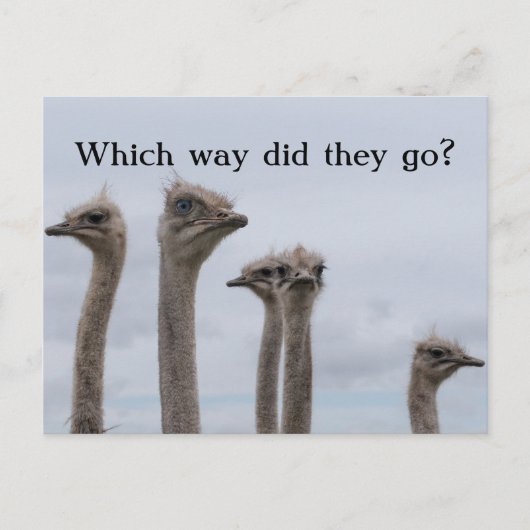 OSTRICH KONFUSION VERLAGERUNG POSTCARD ANKÜNDIGUNGSPOSTKARTE (Vorderseite)