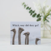 OSTRICH KONFUSION VERLAGERUNG POSTCARD ANKÜNDIGUNGSPOSTKARTE (Stehend Vorderseite)