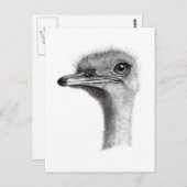 OSTRICH-LEITERIN IN PENCIL: ART: REALISMUS POSTKARTE (Vorne/Hinten)