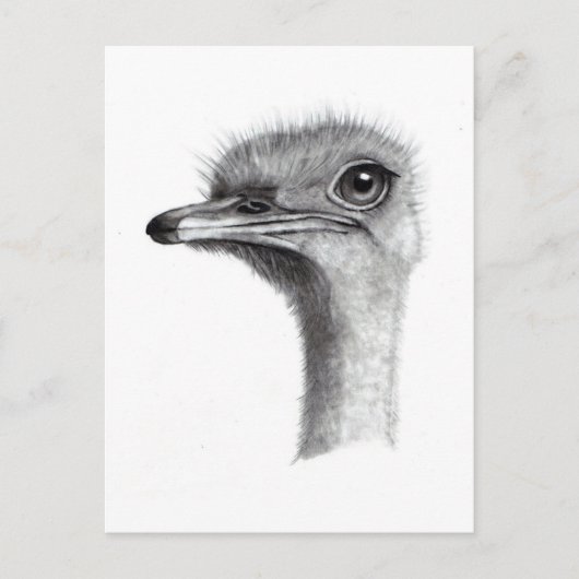 OSTRICH-LEITERIN IN PENCIL: ART: REALISMUS POSTKARTE (Vorderseite)