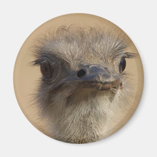 Ostrich Magnet (Vorne)