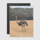 Ostrich Magnet (Vorne/Hinten)