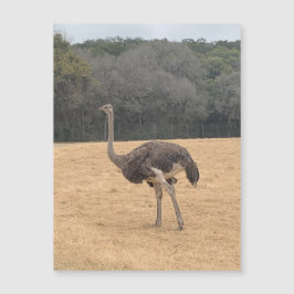 Ostrich Magnet