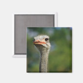Ostrich Magnet (Vorderseite/Rückseite)