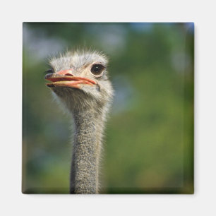 Ostrich Magnet
