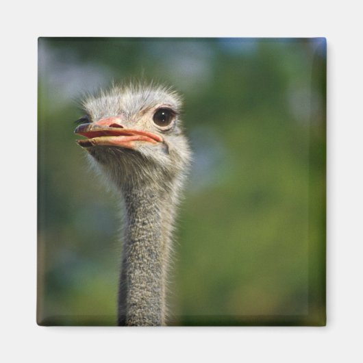 Ostrich Magnet (Vorne)